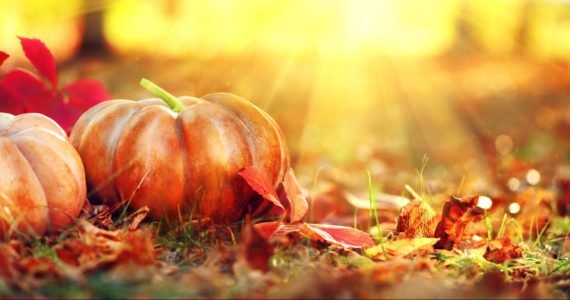 Bible News: Season Of Harvest – Put In The Sickle | Part 2 Bible News: Season Of Harvest – Put In The Sickle | Part 2