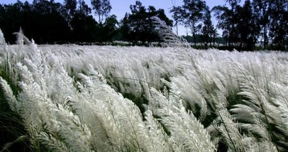 Bible News: Season Of Harvest – The White Field Bible News: Season Of Harvest – The White Field