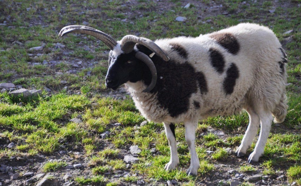 jacob spotted sheep